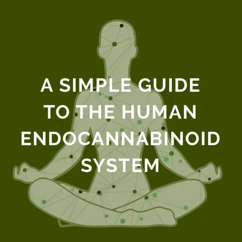 An image of a person sitting cross legged with hands on each knee with the words, " A Simple Guide To  The Human Endocannabinoid System" | Texas Freedom CBD