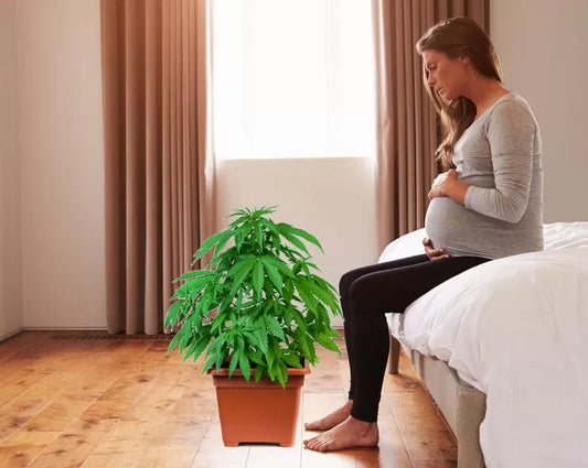 Cannabis is More Effective Than Prescription Drugs for Pregnancy - Texas Freedom