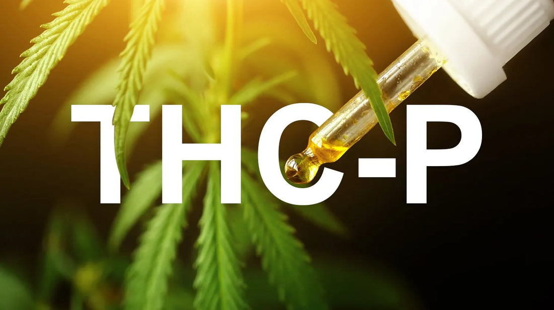 THC-P: Is It Really 30x Stronger Than THC? Dosage Tips & Guidelines - Texas Freedom