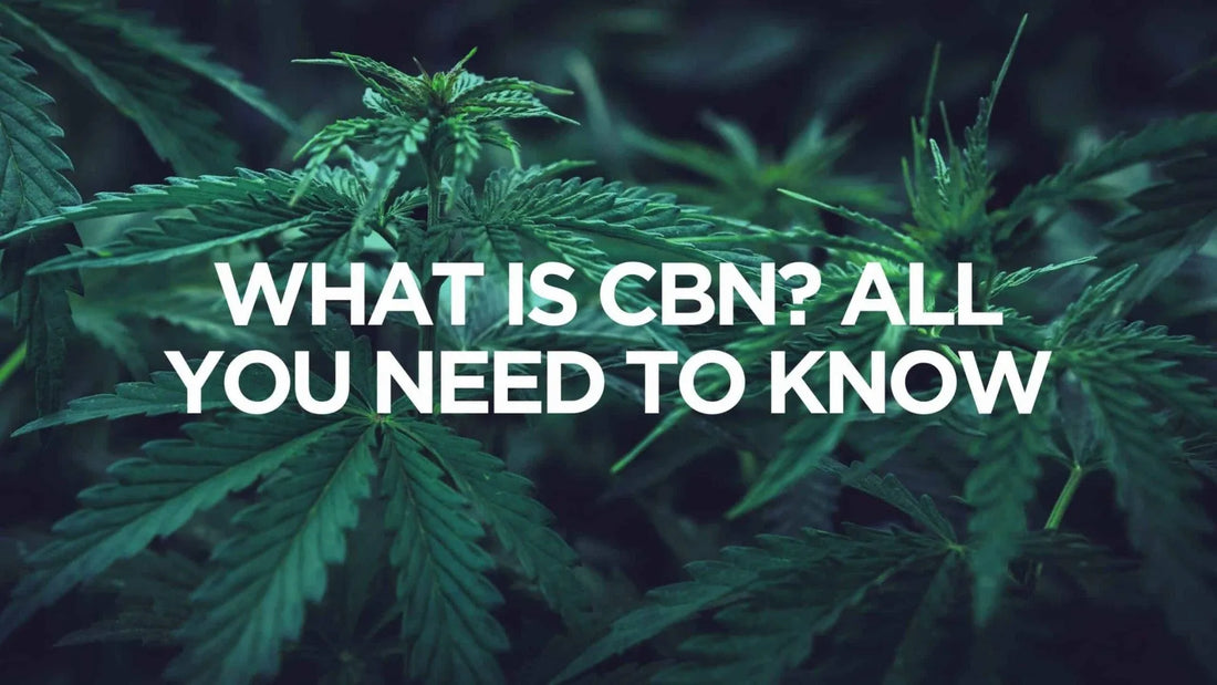 An image of a cannabis plant with the wording of What is CBN? All you need to know! | Texas Freedom CBD