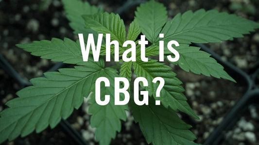 Unlocking the Potential of CBG: Nature's Powerhouse Cannabinoid - Texas Freedom