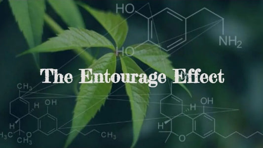 What is the Entourage Effect and Why is It So Important? - Texas Freedom