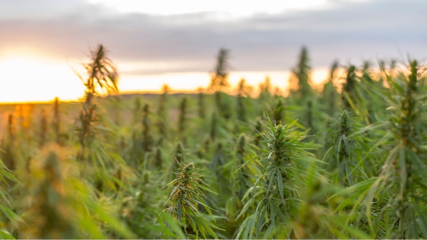 A sunset in a field of cannabis taken by Texas Freedom CBD